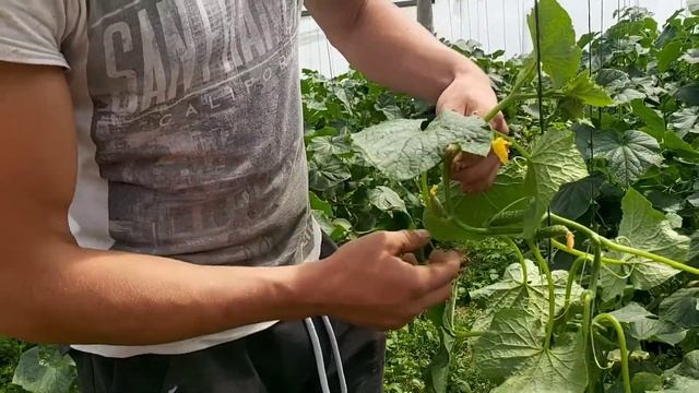 Пасынкование и подвязка ОГУРЦА. ПРАВИЛЬНО формируем стебель ОГУРЦА смотреть онлайн
