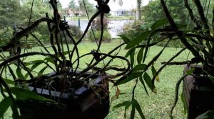 Bc Yellow Bird & Den Spring Bird