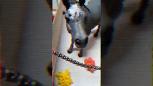 /клип//Один из рода#лошади// шляйх/ночной #актив//:)