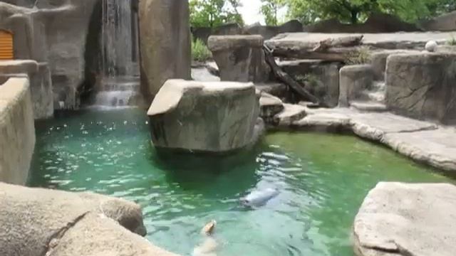 Медведь забавно ловит рыбу в бассейне (Funny bear fishing) смотреть онлайн