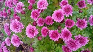 Хризантеми в саду Михайла Коцюбинського