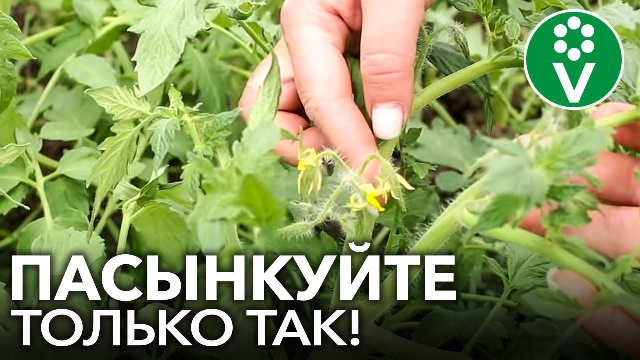 ФОРМИРУЙТЕ ТОМАТЫ ПРАВИЛЬНО! Все нюансы пасынкования для лучшего урожая в теплице