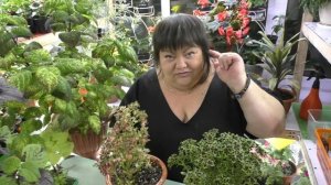 курс по колеусам - от А до Я от Адель. часть 1