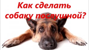 Дрессировка собак в Стерлитамаке. Дневник кинолога. Алексей Саламатин