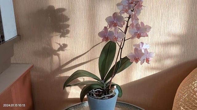 Фаленопсис Шанелла. Цветение зима 23-24 гг.