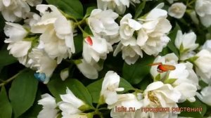 Жасмин садовый Лемуана ? садовый жасмин Лемуана обзор: как сажать, саженцы жасмина Лемуана