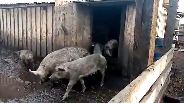 Особенности кормления и содержания свиней в западной Сибири