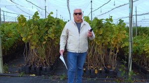 Первый урожай фундука итальянских марочных сортов на промышленной плантации в Молдове / Сбор фундук