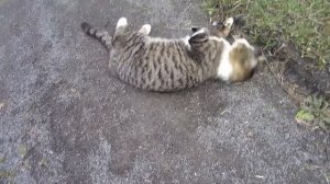 Finding friendly cat