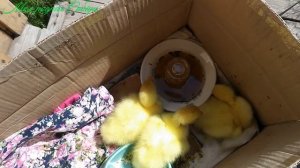 Большие гуси услышали писк маленьких гусяток и закричали!