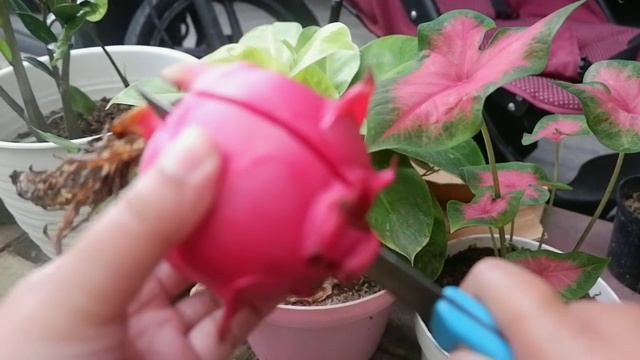 BUAH NAGA MATANG POHON, UMBI SINGKONG VARIEGATA & STEK CINCAU