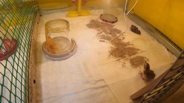 Вылуп птенцов продолжается 18/02/2021// Перепел селадон птенцам 2 часа // питомник МАРИ МИСТИК птиц смотреть онлайн