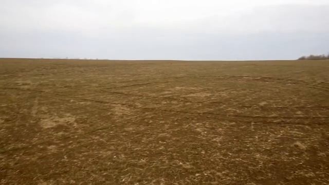 Обзор озимой пшеницы Сталева после внесения основного азота смотреть онлайн