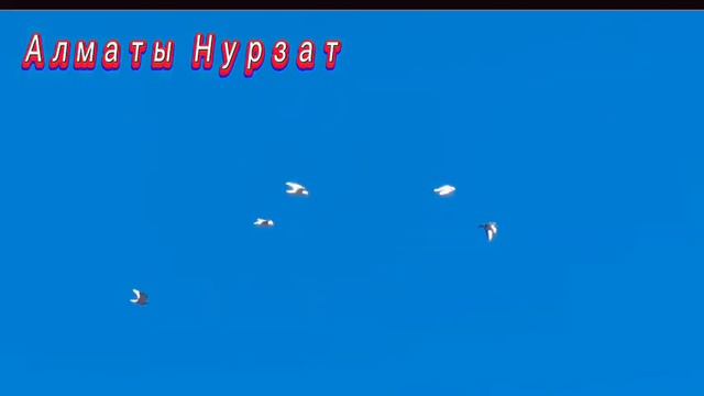 Игра голубей линии Алаш через крыло. Нурзат г.Алматы
