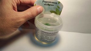 Живое аквариумное растение Погостемон Стеллатус меристемное