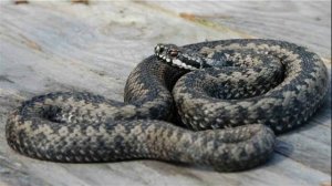 Топ 5 ядовитых змей России