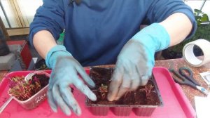 Амарант  от посева до цветения.