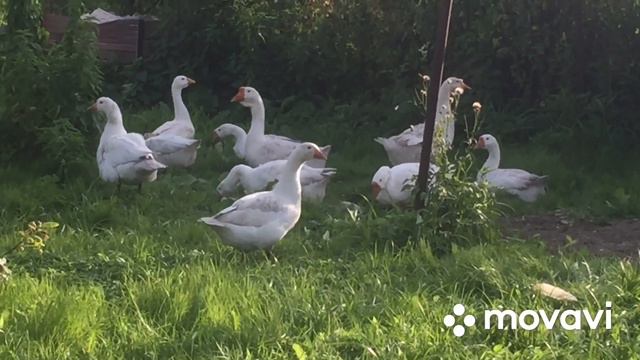 Вы меня спросите, а где же Гуси?/Большой переворот в Хозяйстве смотреть онлайн