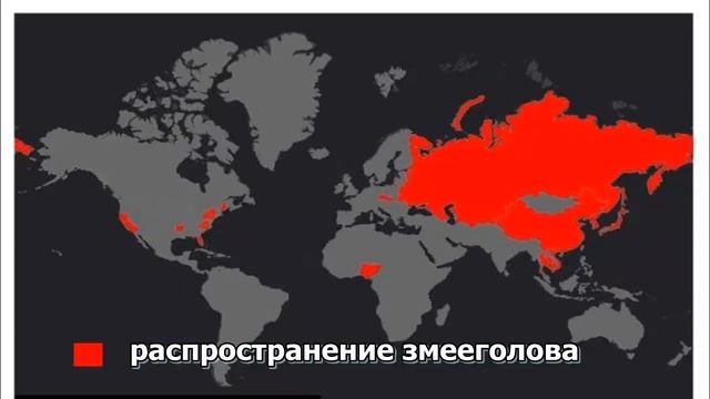 ЗМЕЕГОЛОВ - Захватчик водоёмов