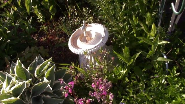 Ещё немного красоты...голубые маки ,венерины  башмачки ,кавказская лилия и другие цветы. смотреть онлайн