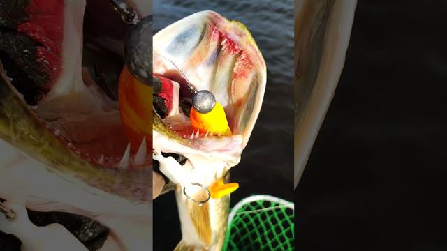 мягкие силиконовые приманки #рыбалка #отдых #esox #esoxcustomlures #EsoxSwinky #силиконовыеприманки