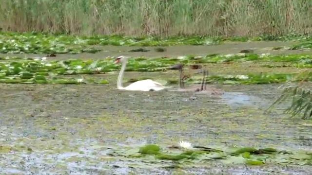 лилии и лебеди на Волге