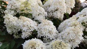 Метельчатая гортензия Фантом в саду у Анны ?????