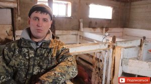 отказали ноги у свиноматки ! можно ли ,,поднять"на ноги.