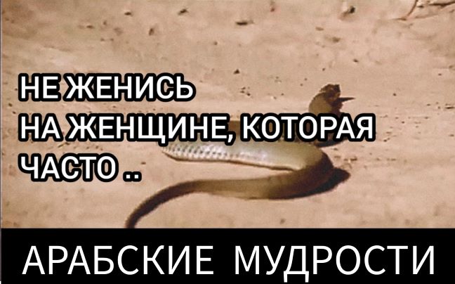 Лучшие арабские МУДРОСТИ