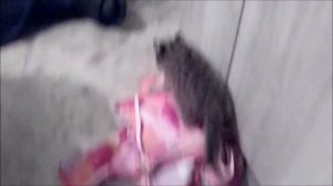 ДИКИЕ КОТЫ НАПАЛИ НА ЧЕЛОВЕКА /приручение это не просто