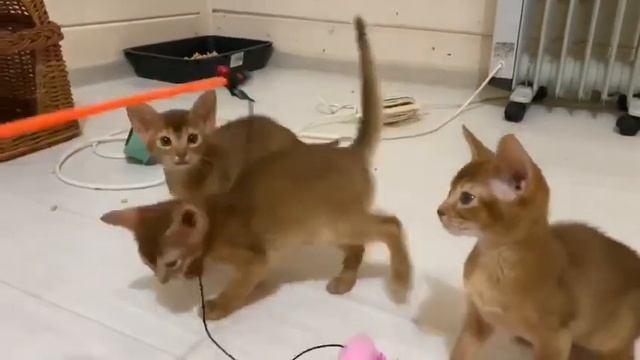 Абиссинские котята соррель смотреть онлайн