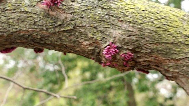 Церцис или багряник, иудино дерево. Cercis or Scarlet, Judas Tree смотреть онлайн