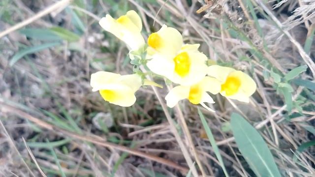 Природа цветы (2) смотреть онлайн