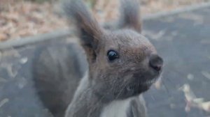 Осенние зарисовки