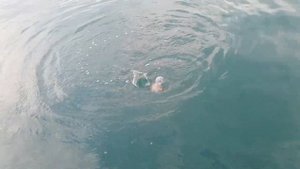 Рыбалка на Чёрном море с берега: Барабуля, ласкирь