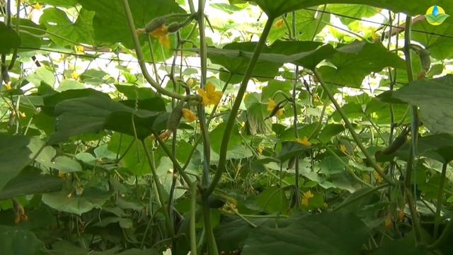 МУЛЬТИПЛОДНЫЙ ОГУРЕЦ 509 F1. ОБРАБОТКА ОГУРЦА ПРОТИВ БОЛЕЗНЕЙ И ВРЕДИТЕЛЕЙ (07-10-2019) смотреть онлайн