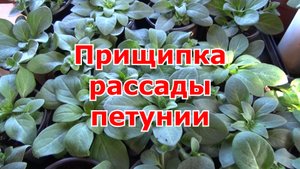 Как я прищипываю петунию, чтобы она шикарно цвела. Прищипка петунии без заморочек.
