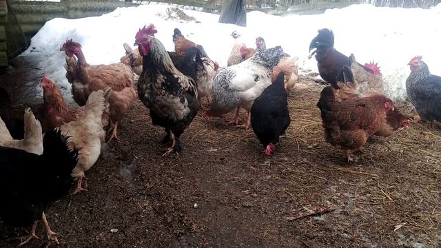 ВЫГОДНО ЛИ ДЕРЖАТЬ КУР НЕСУШЕК КАК БИЗНЕС? МОЙ ОПЫТ.