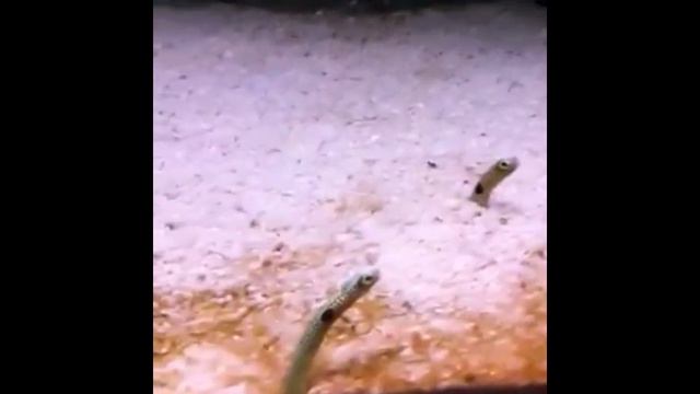 Funny spotted garden eels (Heteroconger hassi) смотреть онлайн