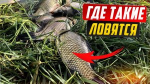 Это не КАРАСИ - это КОНИ/С такими карасями и КАРПЫ не нужны.