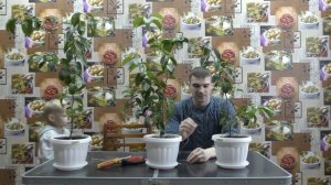 Как заставить цитрусовые цвести без прививки. Показываем наши саженцы в катках