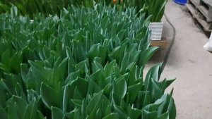 Выгонка тюльпана к 8 марта 14 февраля начало срезки