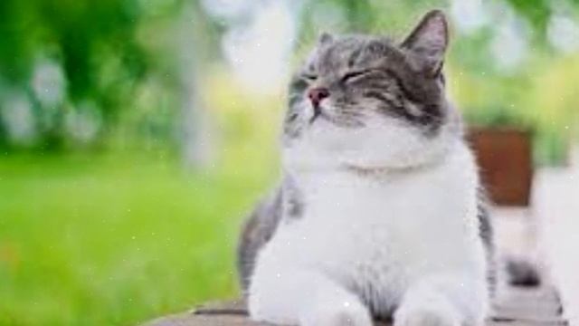 3 типа людей, которым не стоит заводить кошку смотреть онлайн