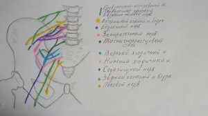 Невропатия седалищного нерва/К какому врачу обратиться/На что обратить внимание