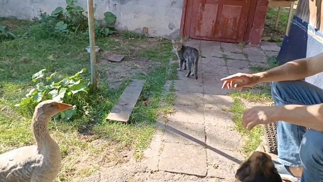 In the cozy village смотреть онлайн