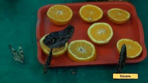 U News. Где живут бабочки?