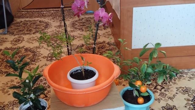 Уход за комнатными растениями весной.