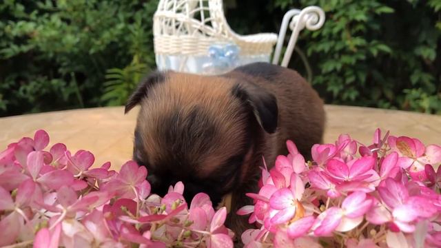 Щенки Гриффона в возрасте 1 месяц. смотреть онлайн