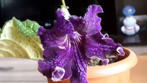 Dem - ГРАВИТАЦИЯ стрептокарпус.