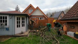 Kustorez. Cherry tree removal. Pruning at the root.
